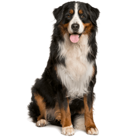 Extra Large Dog Grooming whole pet