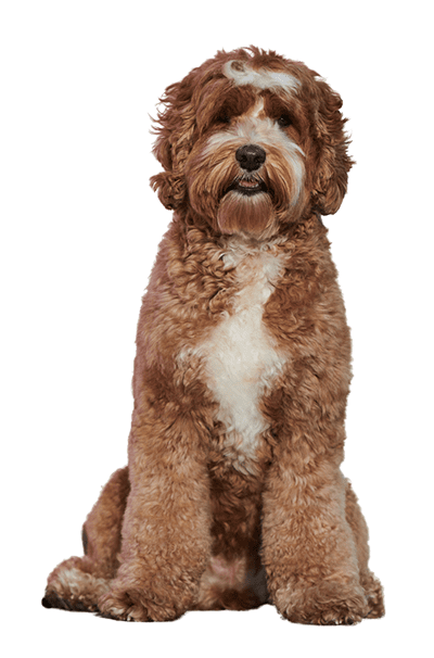 Large Dog-resize dog grooming whole pet
