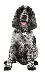 Medium-Dog-resize