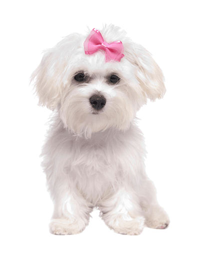 Small Dog-resize dog grooming whole pet