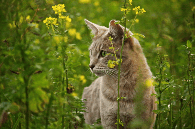 cat in field whole pet